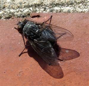 Big Black Fly Calliphora Bugguidenet