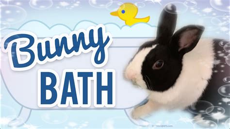 Cleaning Your Bunny ~ Bunny Bath Youtube