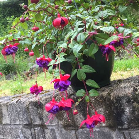 Fuchsia Pink Marshmallow Fuchsia Pink Marshmallow In Gardentags