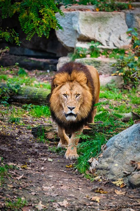 Real Jungle Animals Lion