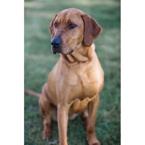 Ruby Large Female Bloodhound X Ridgeback Mix Dog In Vic