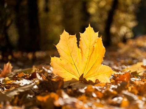 Yellowed Autumn Leaves Hd Wide Wallpaper For Widescreen 83 Wallpapers