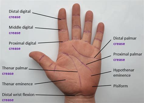 Palmar Hand Anatomy Diagram
