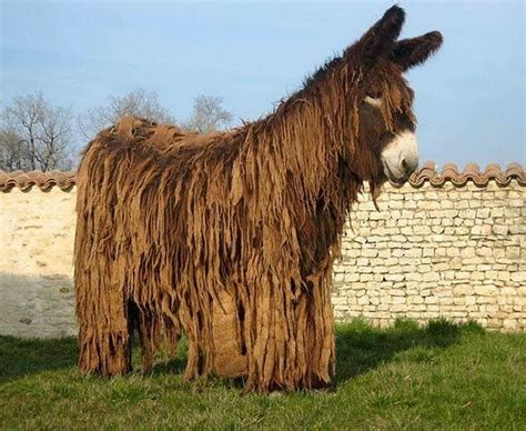 The Poitou Donkey Is One Of The Rarest And Largest Donkey Breeds And