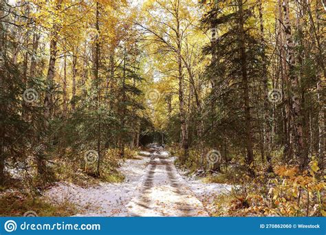 Landscape Of A Snowy Path In A Forest Covered In Yellowing Trees In