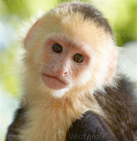 Portrait Of White Headed Capuchin Monkey 2471710 Stock Photo At Vecteezy