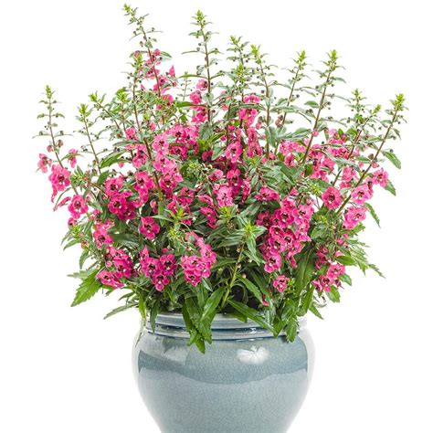 Angelonia Angelface® Perfectly Pink White Flower Farm