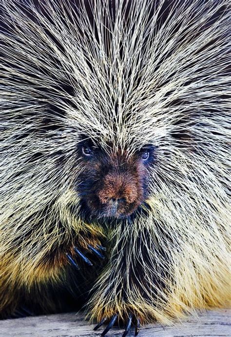 1000 Images About Prickly Porcupines On Pinterest Baby