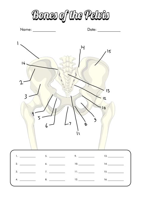 Printable Bone Anatomy Worksheets Free Printable Worksheet