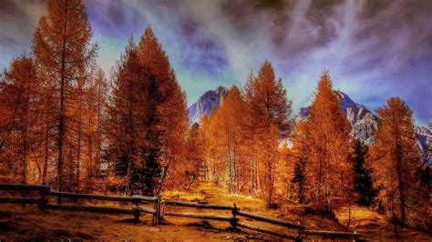 2560x1440 Alpine Mountains Autumn Forest Trees 1440p Resolution Hd 4k