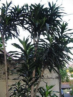 Selain pandan, anda juga dapat memperoleh warna hijau alami dari sawi atau bayam. Daun Suji Sebagai Pewarna Alami|Aksesoris ABG