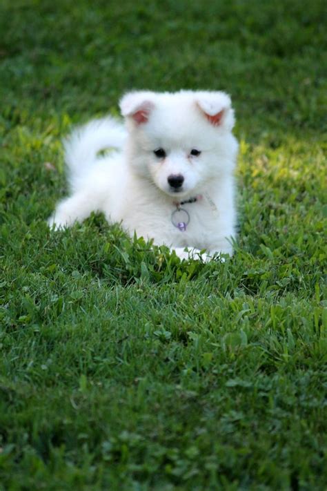 American Eskimo Dog Puppy ♡ All Things Furry Pinterest