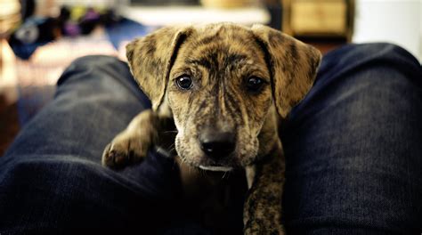Mountain Cur Brindle For Sale How To Get Free Robux