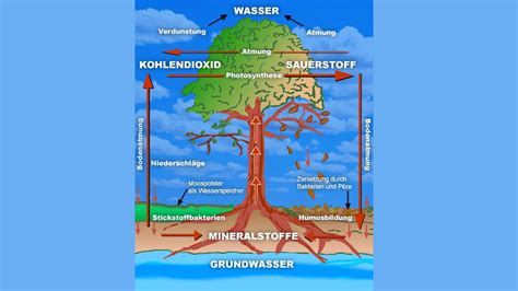 Was ist photosynthese (ganz grob erklärt)? Bäume: Wie funktioniert ein Baum? - Pflanzen - Natur ...