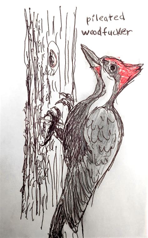 Matt kracht is a professional designer and art director based in seattle who enjoys gazing out the window at the beautiful waters of puget sound and making fun of birds. Field Guide to Dumb Birds of North America — Pileated Woodfucker This is a large woodpecker...