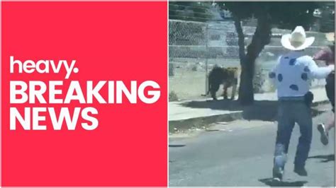 Watch Man Lassos Escaped Tiger On Mexican Street