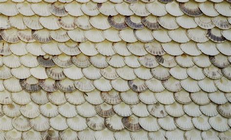 Shell Roof House Roof Roof Shells