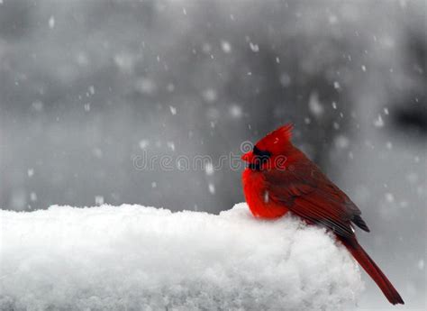 Cardinal In Snow Stock Image Image Of Freezing Snow