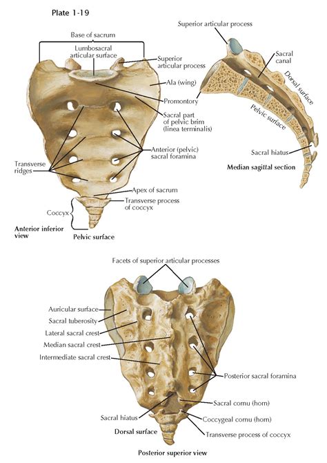 Anatomy Of The Thoracolumbar And Sacral Spine Pediagenosis