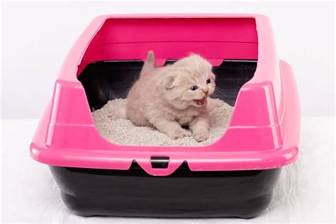 How To Prevent Litter Box Problems Effectively Top Cat Guide