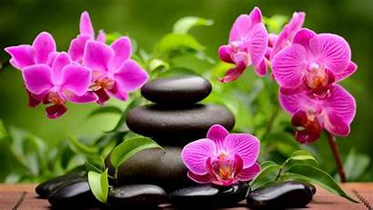 Spa Orchids Wallpapers13