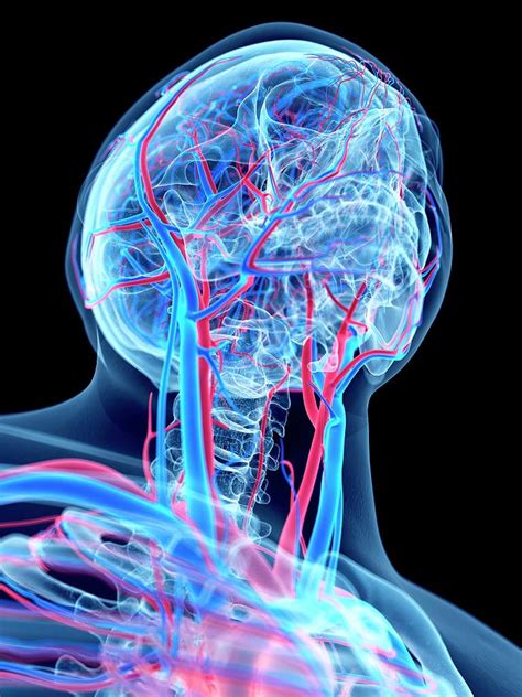 Vascular System Of Head And Neck Photograph By Sebastian Kaulitzki