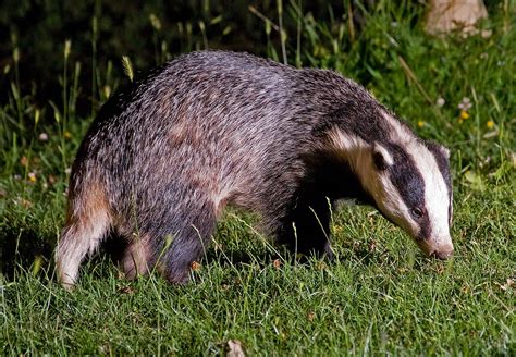 European Badger Animals Facts And Information All