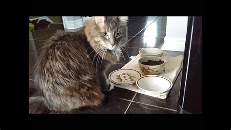 Does Your Cat Eat Like This The Worlds Most Polite Cat
