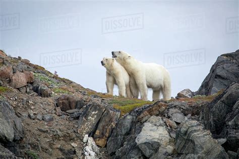 Polar Bear Explores Rocky Shoreline Torngats Mountains National Park