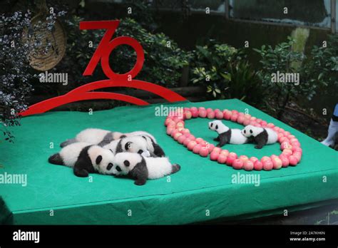 Giant Panda Cubs Born In 2019 Including Worlds Heaviest Captive Bred
