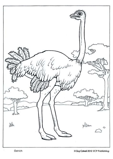 We suggest that you, together with your child here you can print cat coloring pages for free! ostrich picture, ostrich image | Animal coloring pages ...