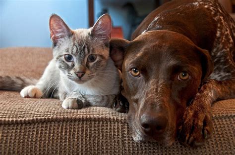 Are Gsp Dogs Good With Cats