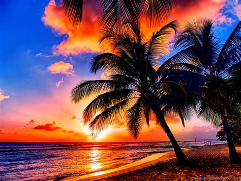 Beaches Tropical Sunrise Nature Sunrises Sea Coast Palms Tropics