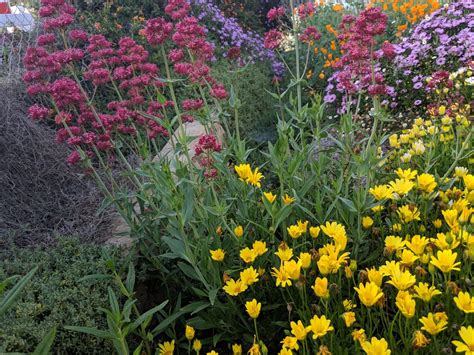 Maybe you would like to learn more about one of these? Escondido 2019 - WaterSmart Landscape Contest