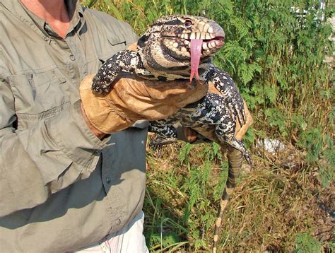 The Argentinian Tegu Lizard Photographed In The Florida Everglades