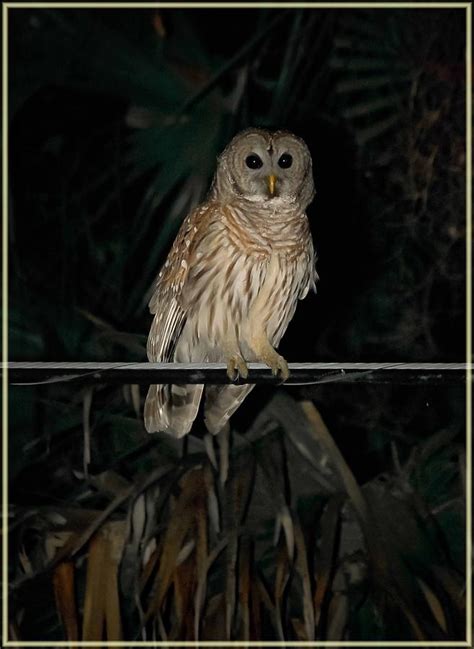 Barred Owl In The Night Photograph By Digiart Diaries By Vicky B Fuller