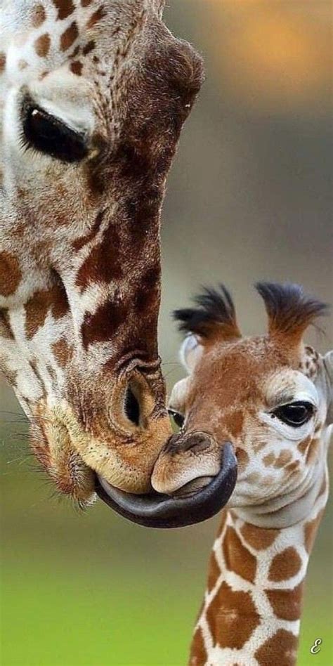 Giraffe Pictures Baby Animals Pictures Cute Wild Animals Cute Animal
