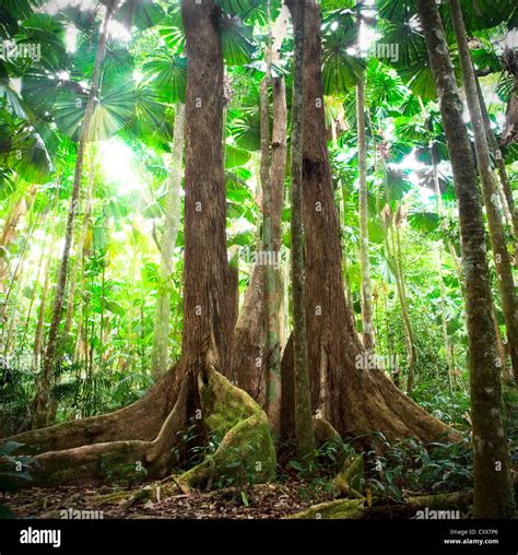 Big Tall Tree Rainforest Hi Res Stock Photography And Images Alamy