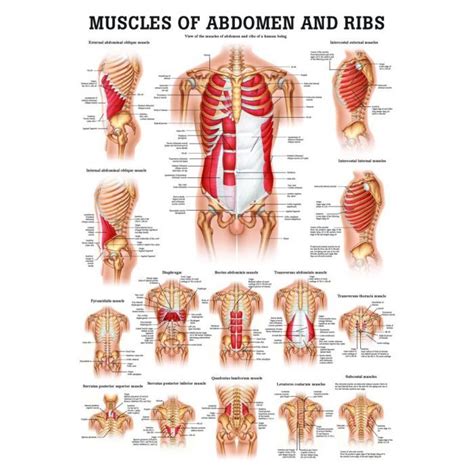 Level of l5, near transtubercular plane anatomy ileum, rectus. Muscles of the Abdomen and Ribs Laminated Anatomy Chart ...
