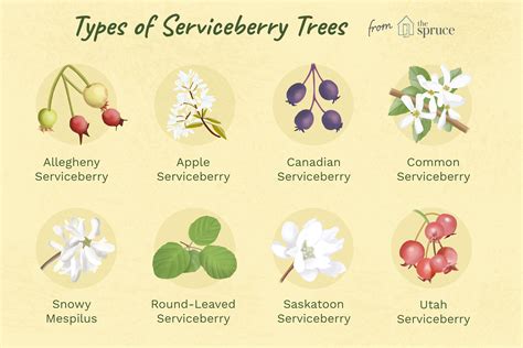 9 Recommended Species Of Serviceberry Trees And Shrubs