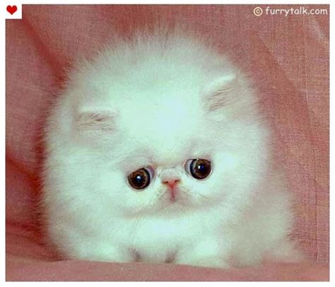 Rug hugger, exotic shorthair & teacup persian kittens available also! Talking and having fun images Cute persian Kitten ...