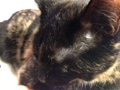 Cats lose hair during the shedding season and this is a natural process, but when the cat is losing fur outside this season, this should be a warning signal. Diary of a Real-Life Veterinarian: Facial Scent Glands in ...