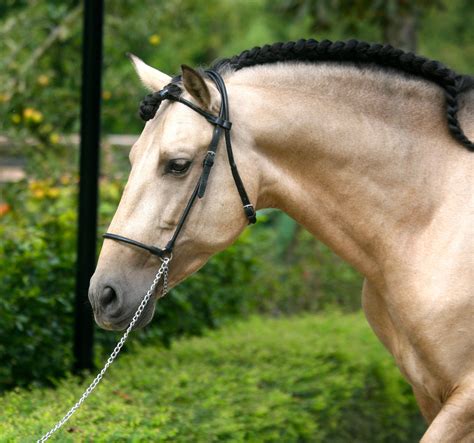 Portrait of buckskin foal, the horse with halter stands in the forest. andalusian horse - Google Search | Andalusian horse, Horse ...