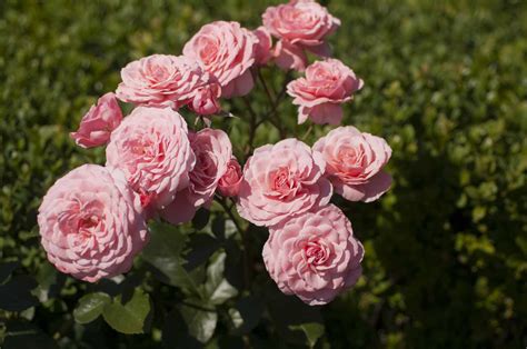 14 Floribunda Roses For Your Flower Garden