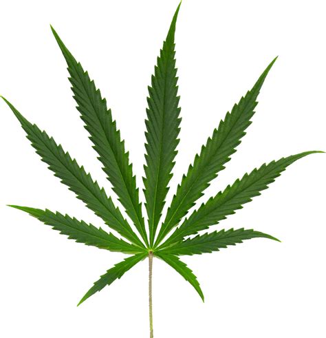 Cannabis Png Transparent Image Download Size 1191x1234px