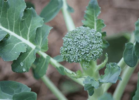 Does Broccoli Grow In Florida And When Should You Plant