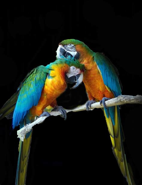 Love Birds Wallpapers 57 Top Free Love Birds Pictures For Iphone Bird
