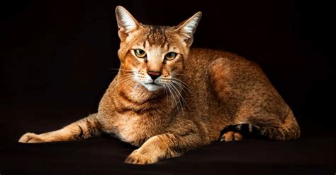 7 Awesome Cat Breeds That Look Like A Lion Tigers And More