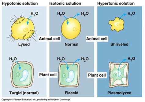 So in this condition the cell of plant and animal will shrink. BIOLOGY ORDINARY LEVEL NOTES: DIFFUSION, OSMOSIS AND ...