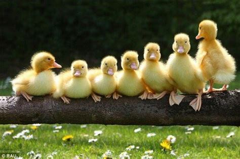 Baby Ducklings Spring Is Here Animal Kingdom~~babies